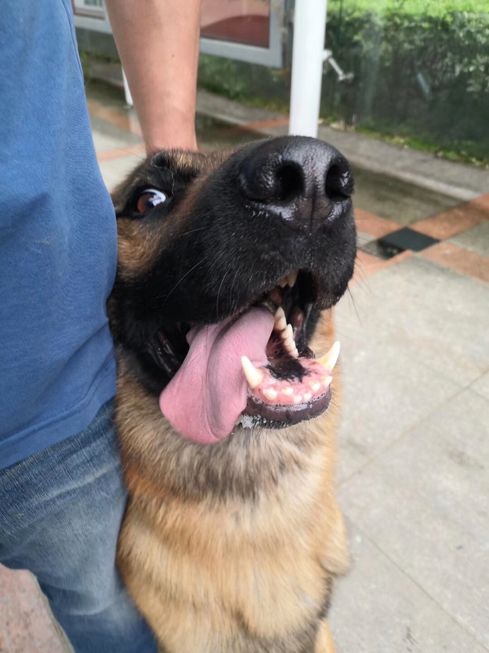 今天车载的行车记录仪图标上有一个小叉。把U盘取下来放在电脑上看，发现使用一个月左右时间，里面没有任何一段行驶中的记录，全部都是哨兵模式的视频。而且已经被存满了。反复浏览行车记录仪的画面，并没有发现任何 - 图片 1