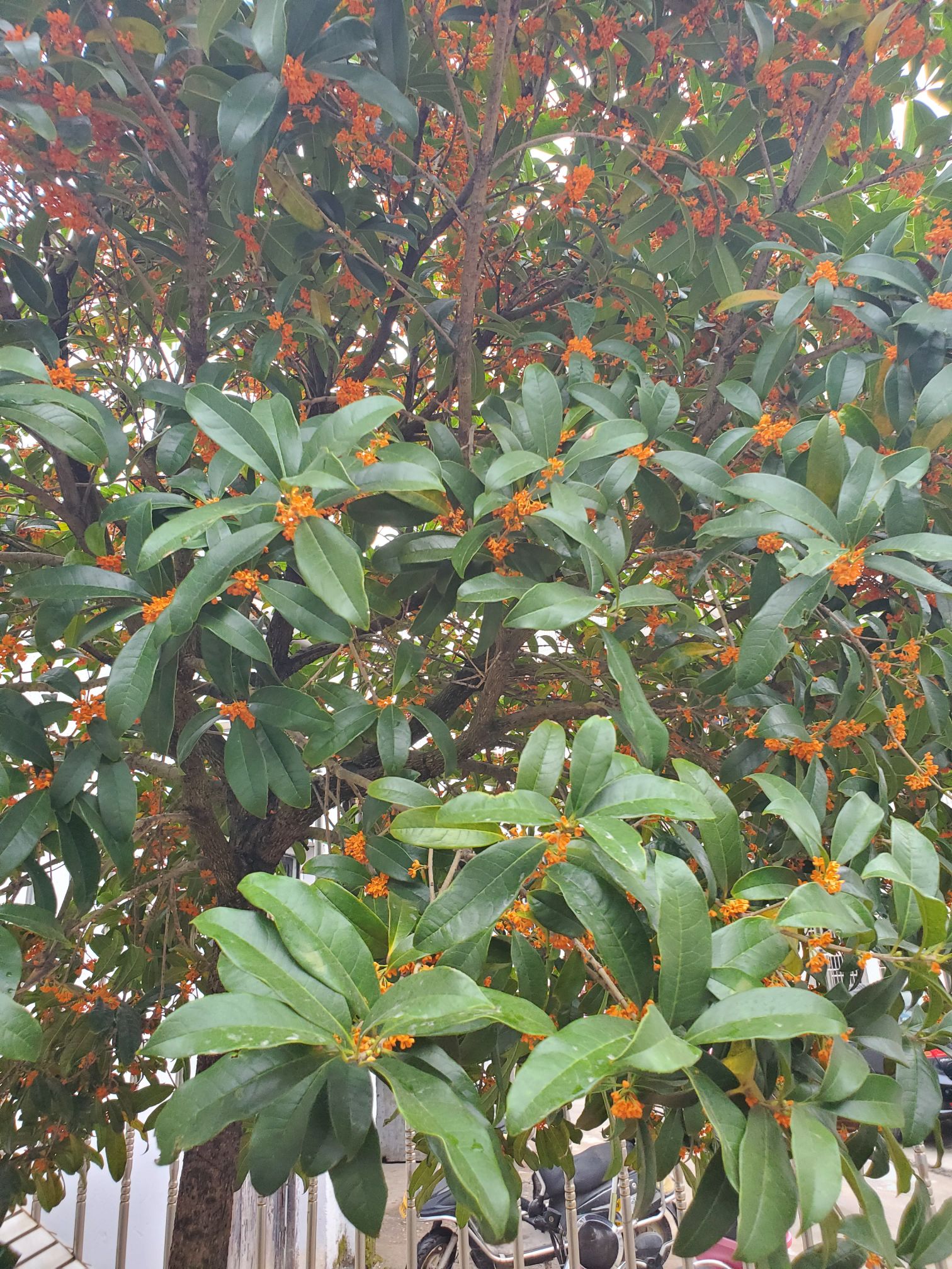 充电桩已经安装完毕，就等交车了，没有匹配，没有车架号，销售只说这个月中旬交付，不知道真的假的。 - 图片 2