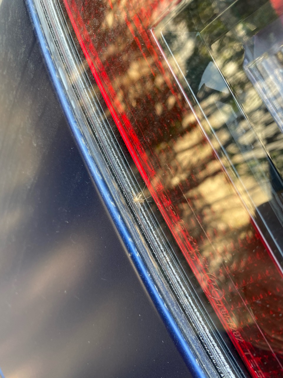 擦车发现尾灯里死了一只蚊子🦟 - 图片 1